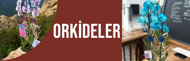 Orkideler