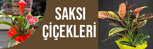 Saksı Çiçekleri