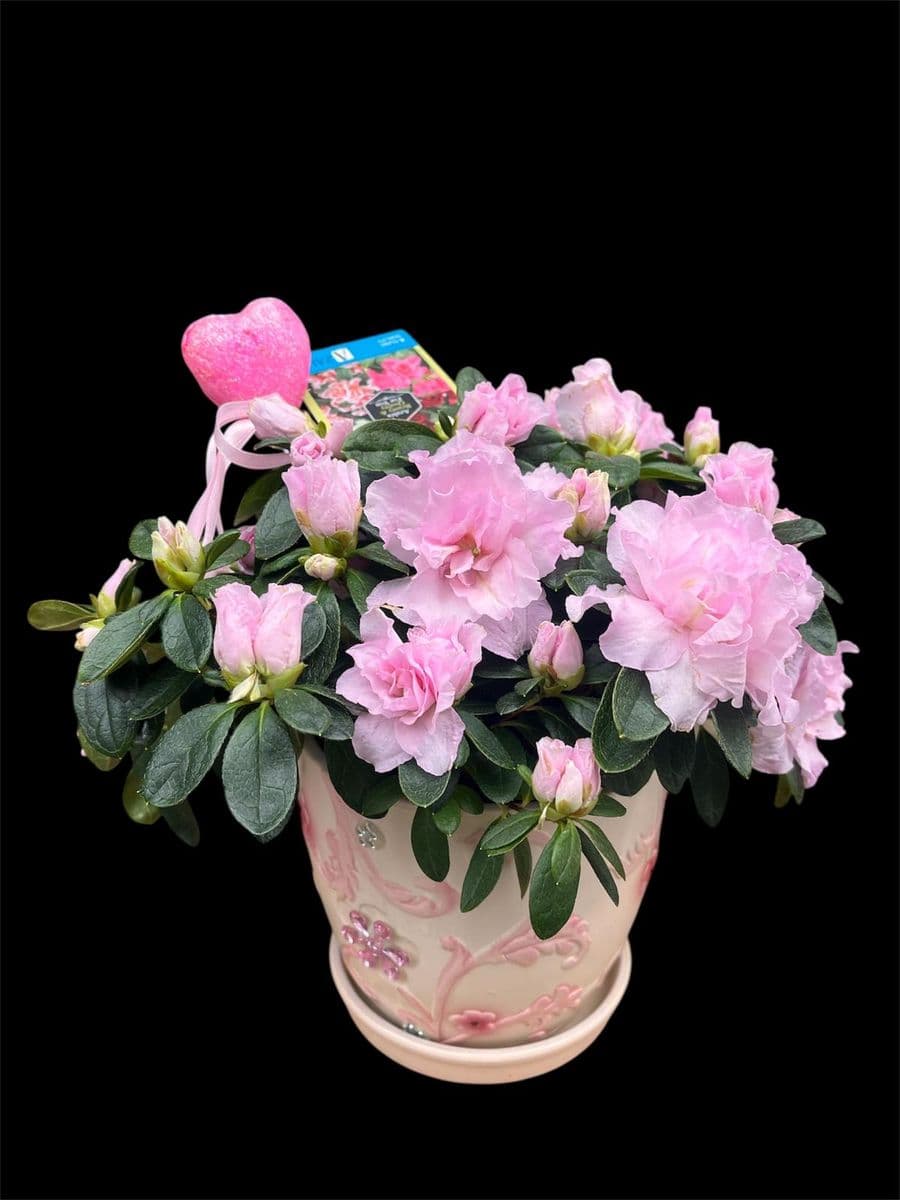 Taşlı Saksıda Açelya