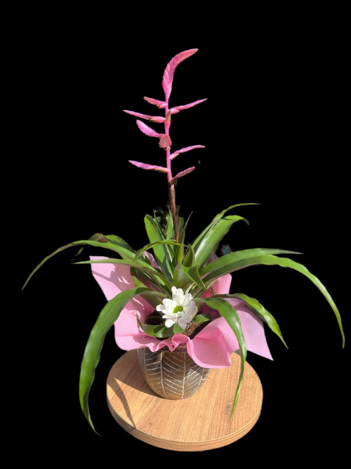 Pembe Tillandsia 