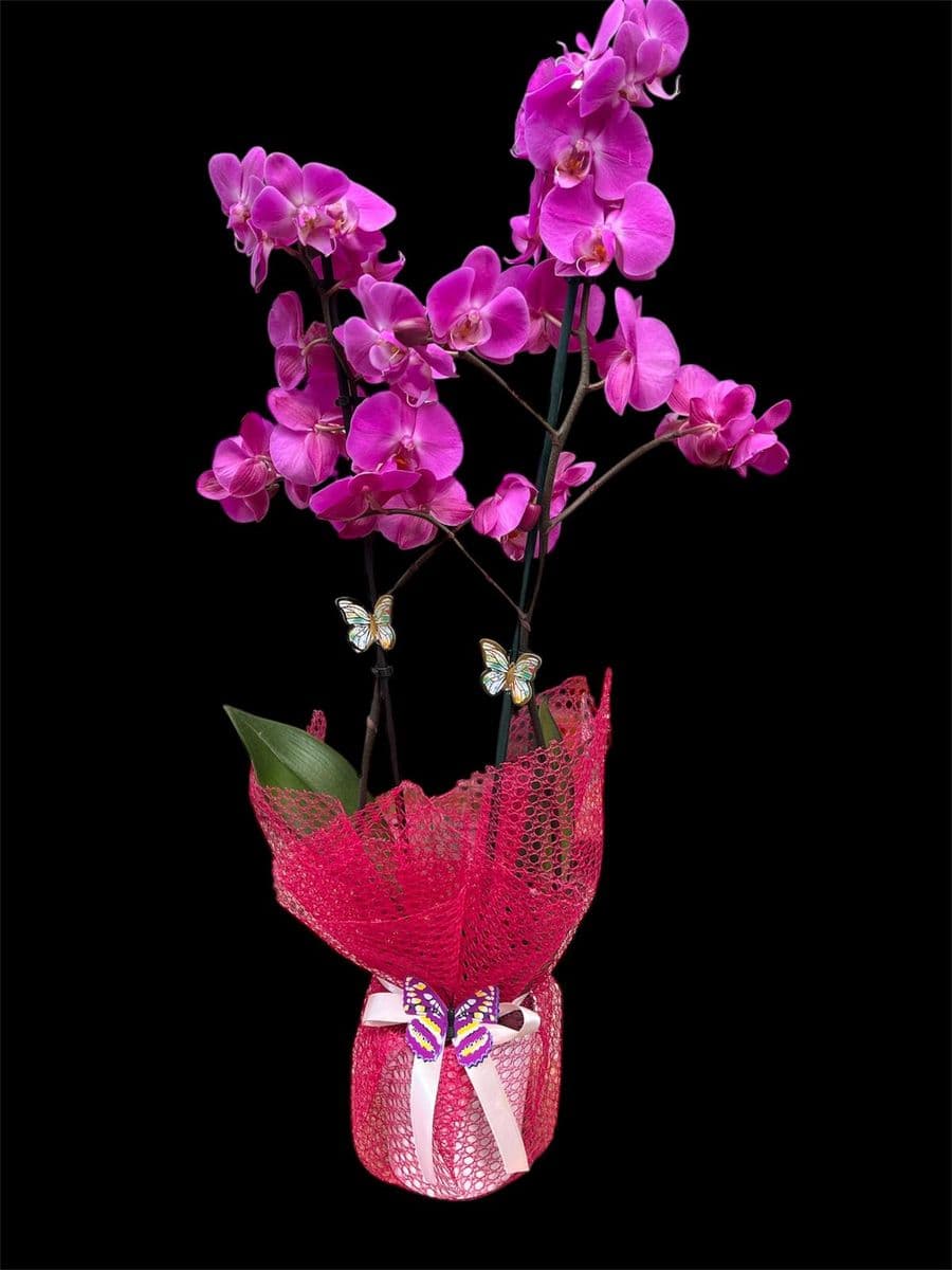 Çift Dallı Mor Zerafet