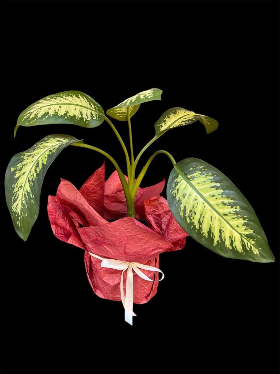 Difenbahya Güzeli - Küçük Görsel 2