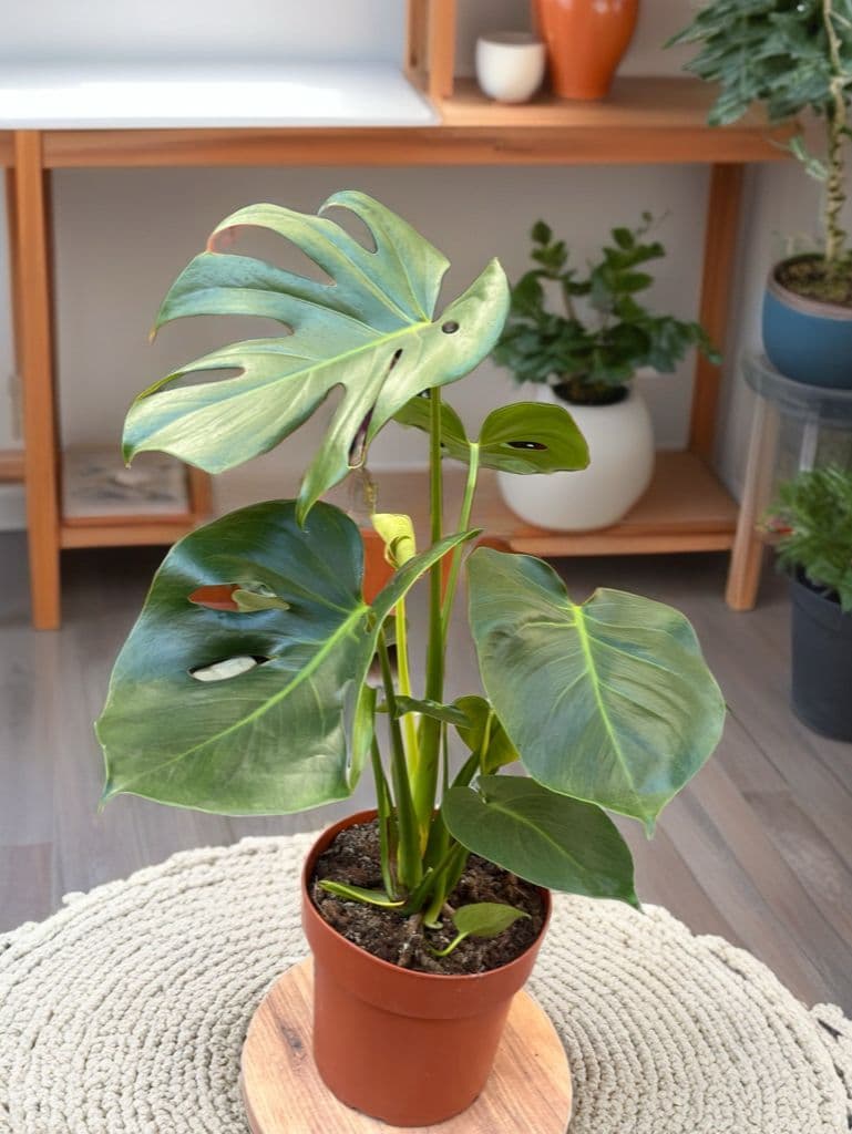 Monstera Şıklığı