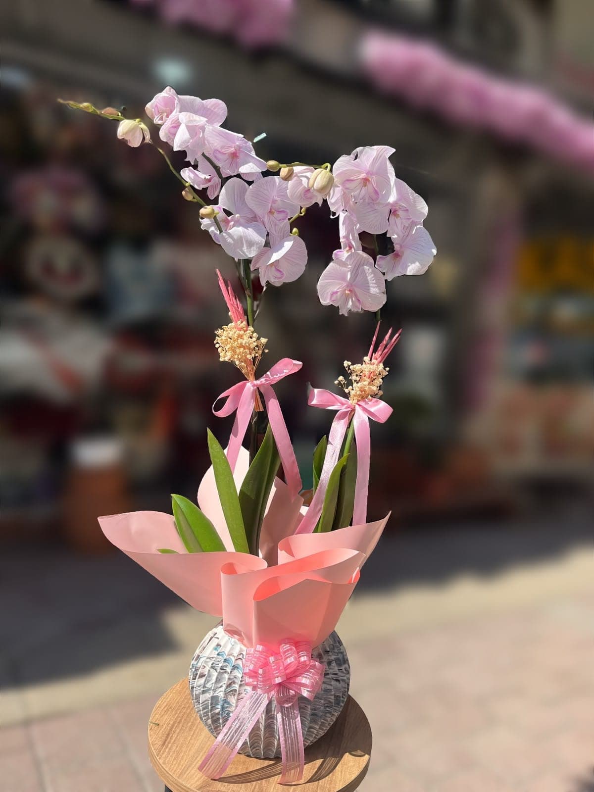 Midye Saksıda İnci Pembe Orkide