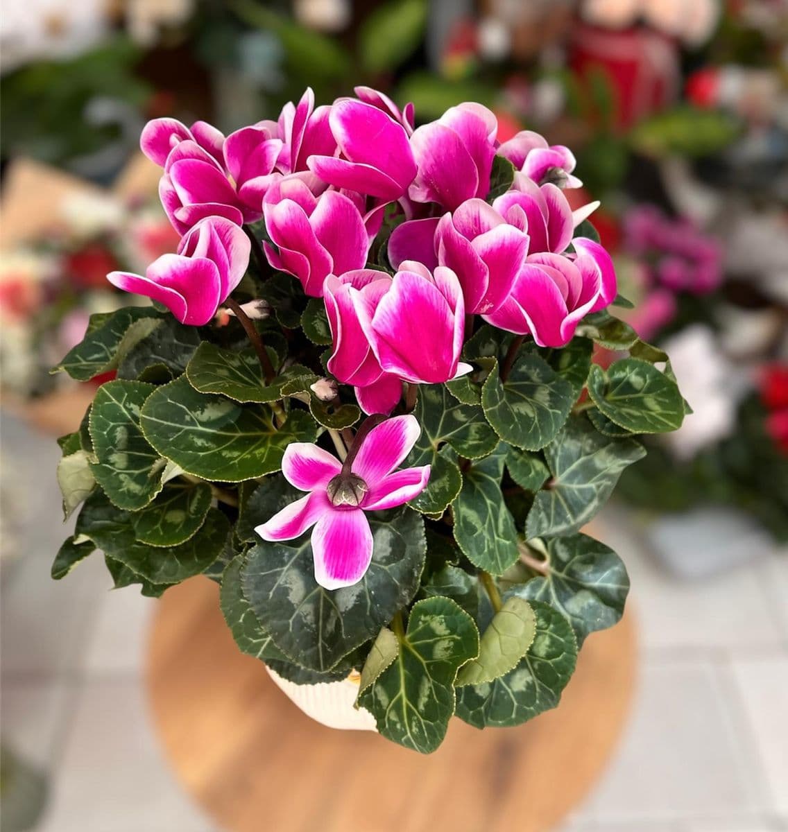 Dekor Saksıda Sıklamen - Küçük Görsel 2