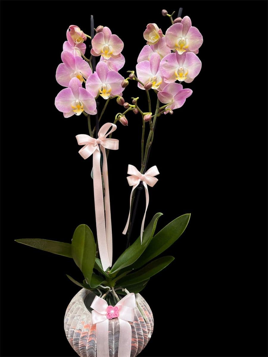 Midye Saksıda Soft Pembe Orkide