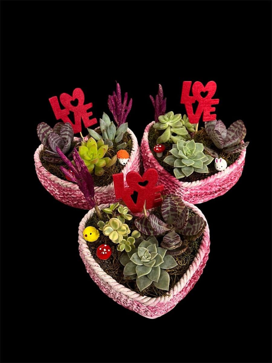 Canlı Kalp Saksıda Teraryum - Küçük Görsel 2