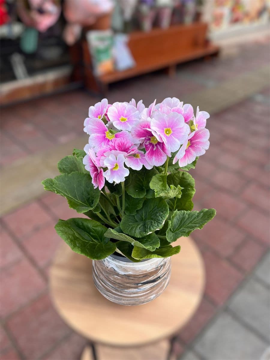 Mor Ve Pembe Renk Onbiray Çiçeği - Küçük Görsel 2