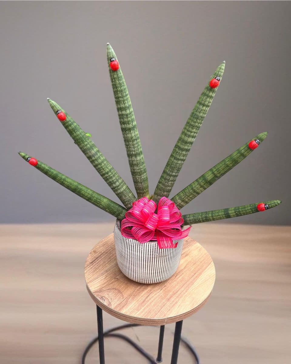 Özel Seri Sanseveria 