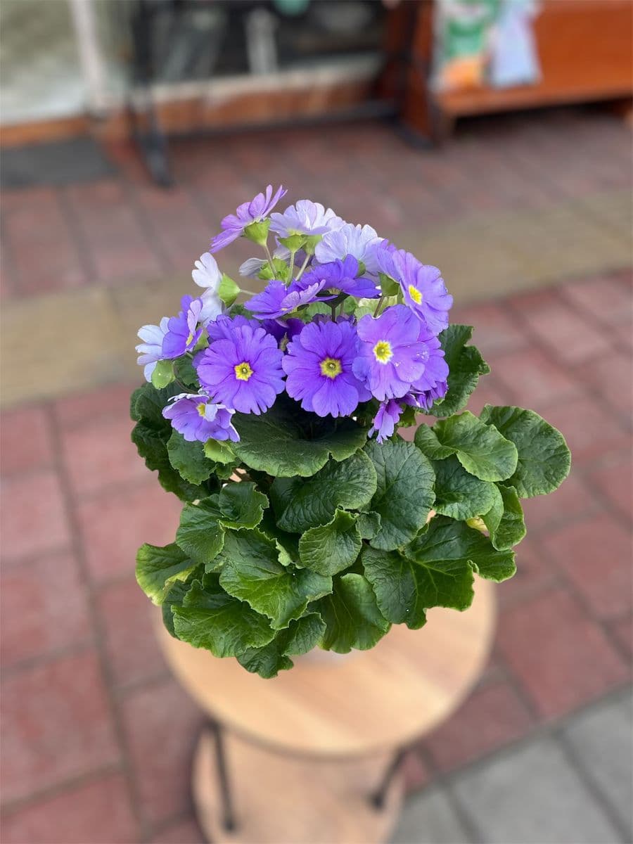 Mor Ve Pembe Renk Onbiray Çiçeği