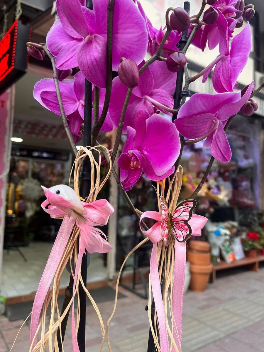 Çift Dallı Mor Orkide  - Küçük Görsel 2