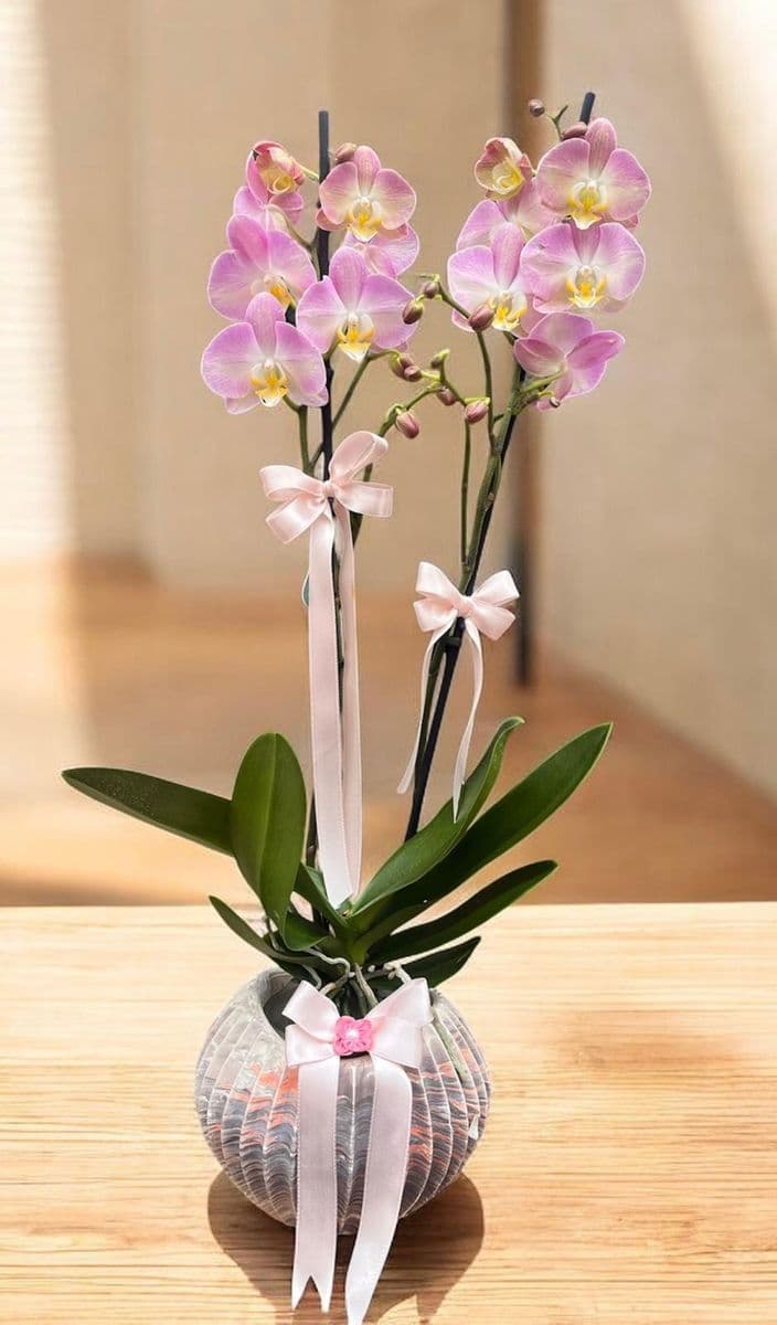 Midye Saksıda Soft Pembe Orkide - Küçük Görsel 2