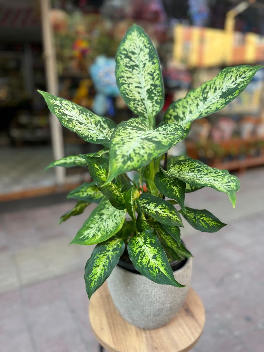 Dekor Saksıda Aglaonema