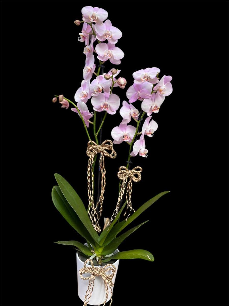 Halat Detaylı Zerafet