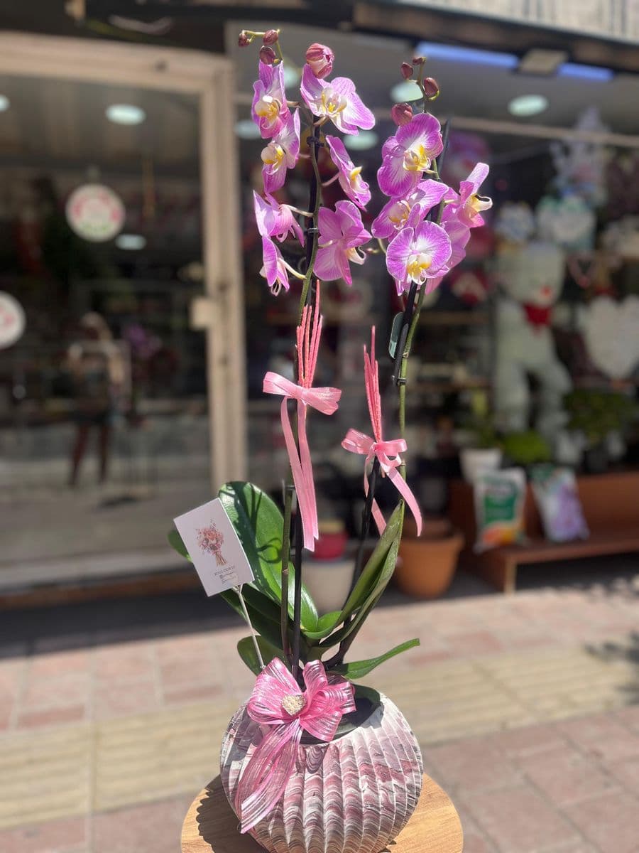Dekor Saksıda Pembe Orkide