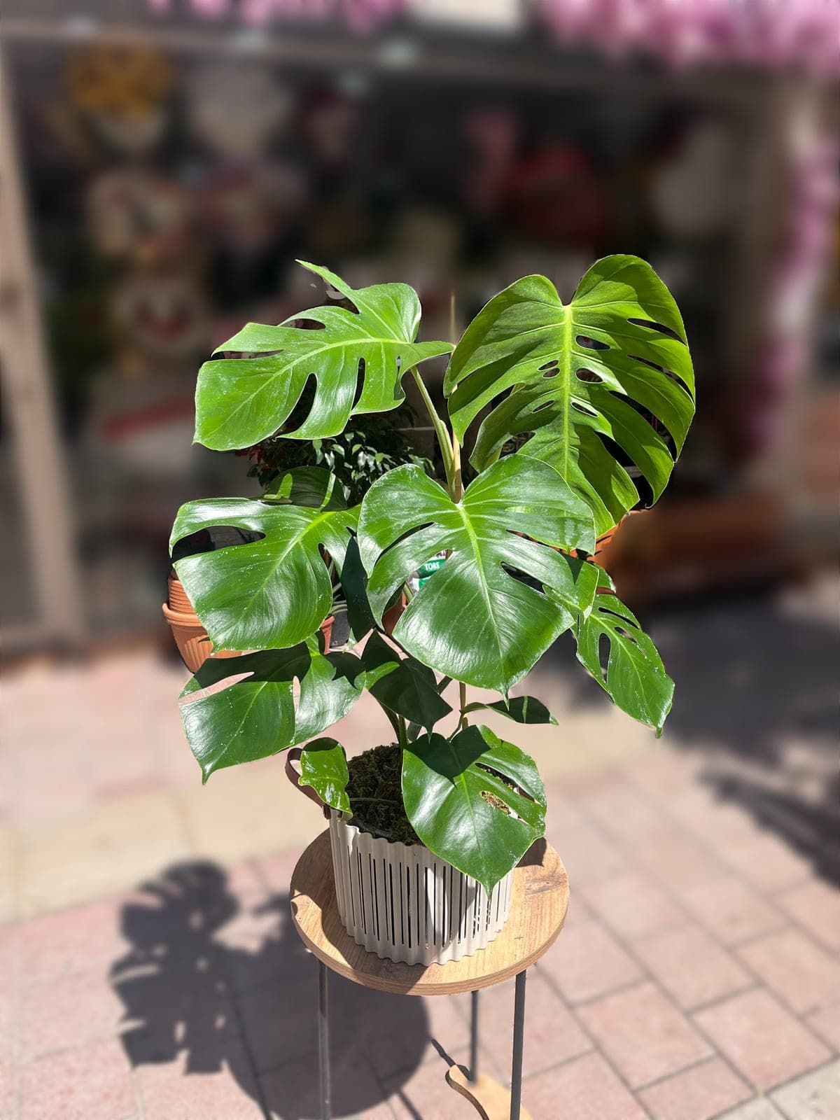 İhtişamlı Güzellik Monstera