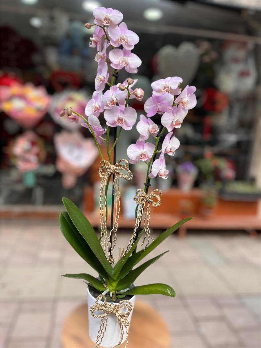 Halat Detaylı Zerafet - Küçük Görsel 2