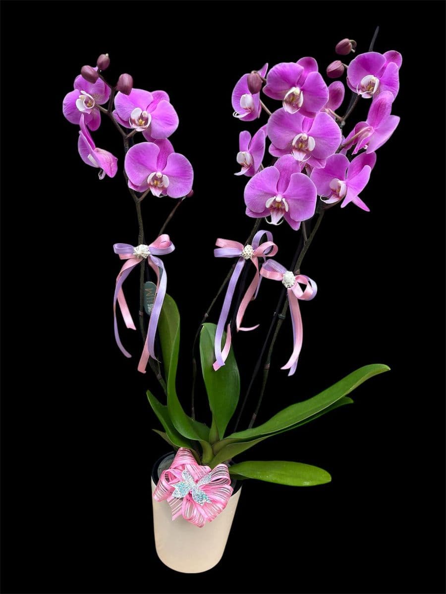 3 Dallı Pembe Orkide - Küçük Görsel 2