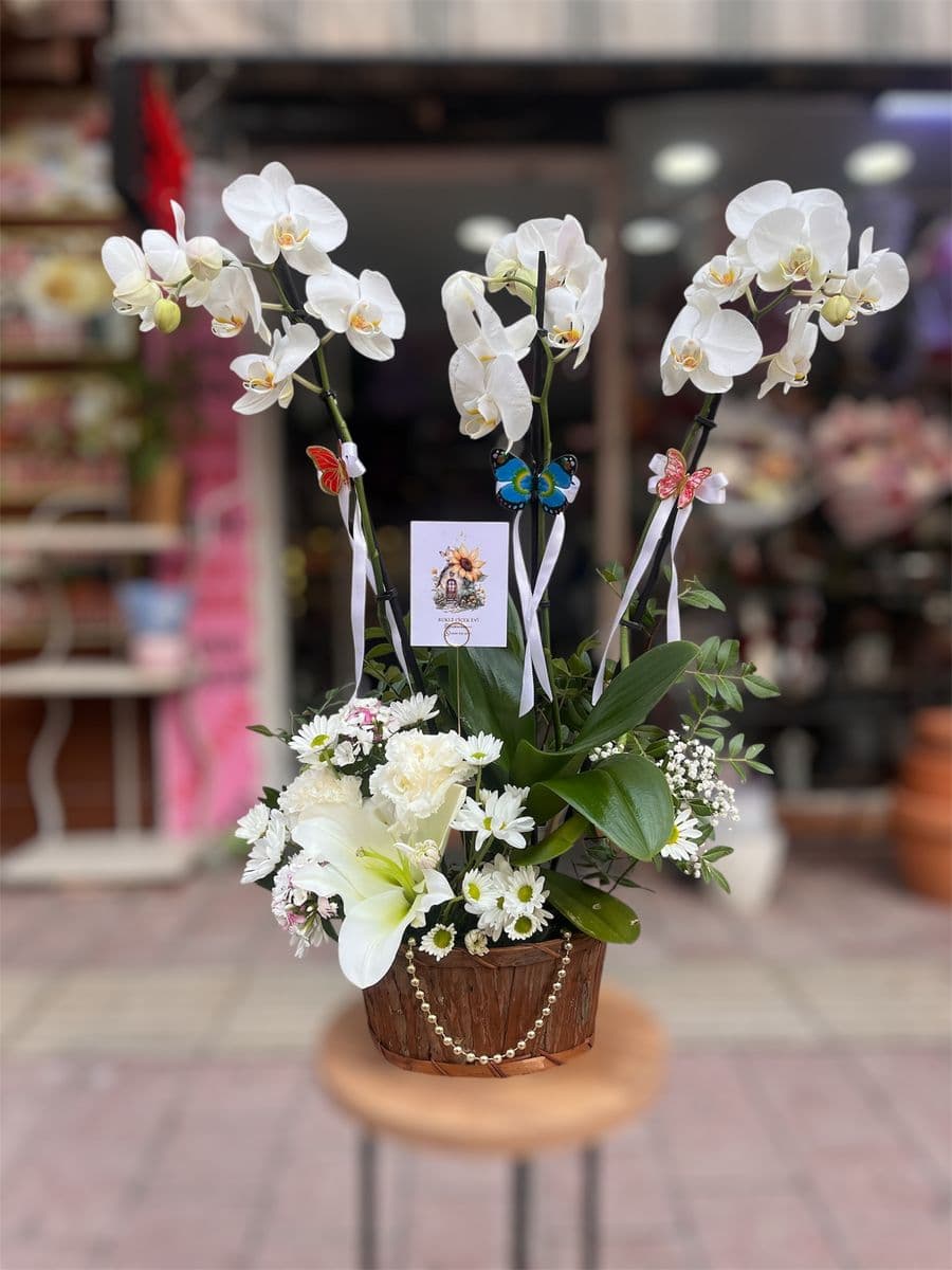 Sepette Canlı Orkide Aranjman - Küçük Görsel 2