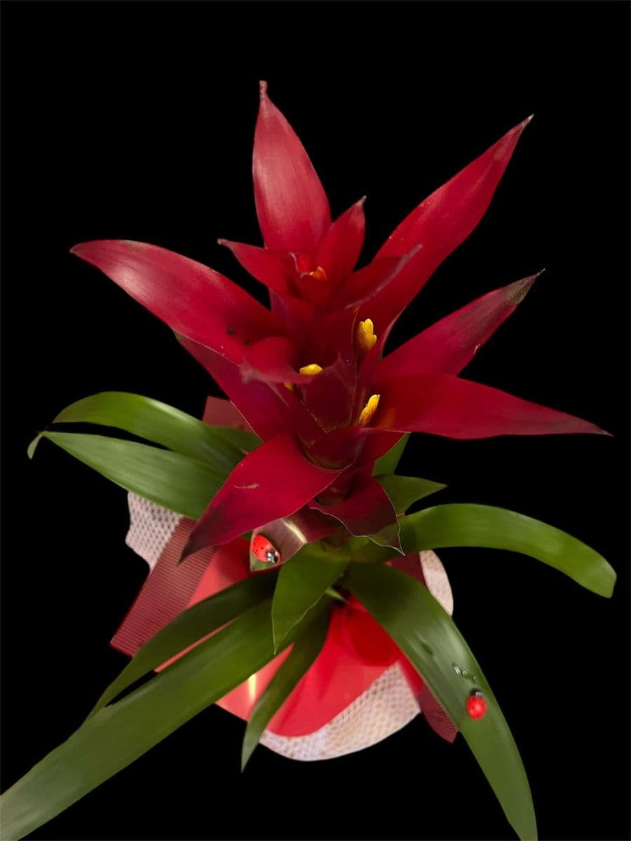 Büyük Guzmanıa  - Küçük Görsel 2