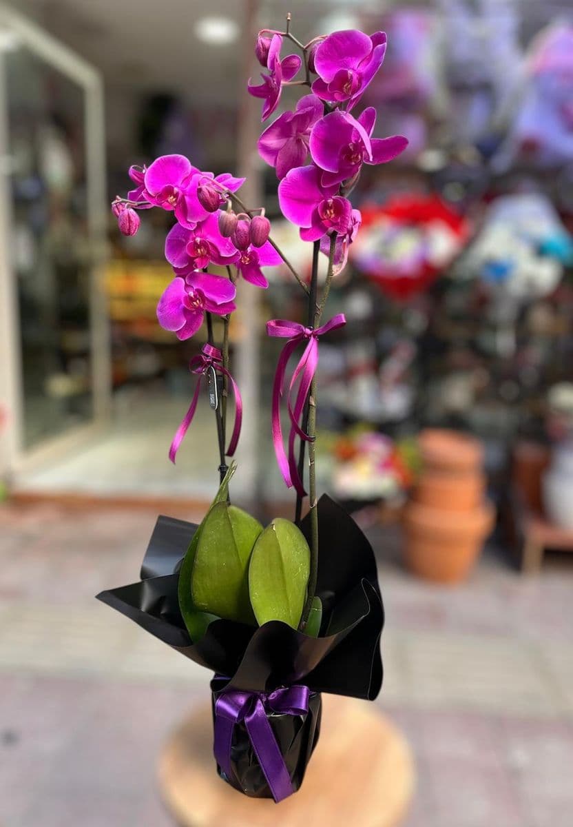 Siyah Jelatinde Mor Orkide