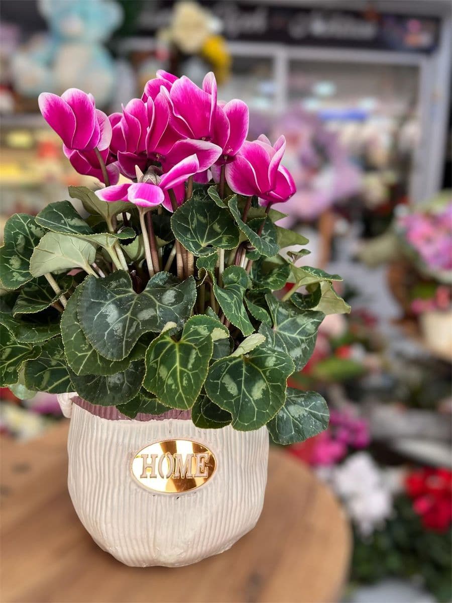 Dekor Saksıda Sıklamen