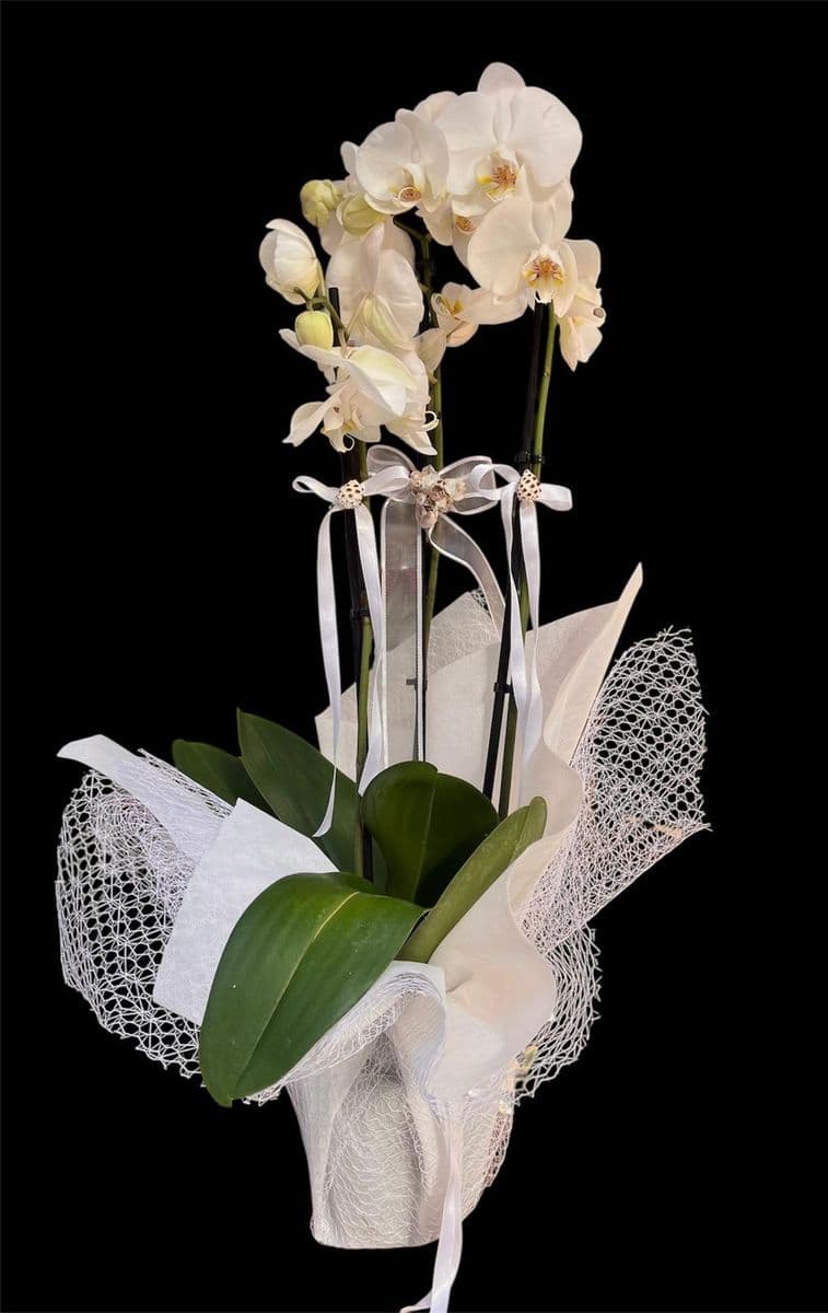 3 Dallı Beyaz Lıke Orkide