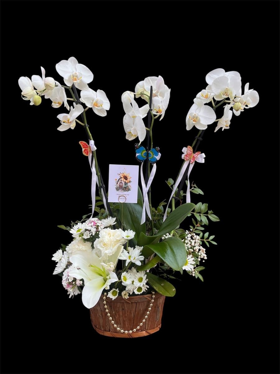 Sepette Canlı Orkide Aranjman